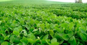 Intenso calor y falta de lluvias pondrían en riesgo al comercio y la producción, advierten