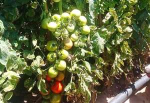 Nueva Italia: Agricultores analizan abandonar el rubro - Nacionales - ABC Color