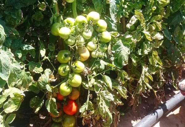 Nueva Italia: Agricultores analizan abandonar el rubro - Nacionales - ABC Color
