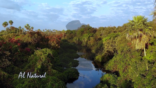 Al Natural: Veranos del Bosque Atlántico - SNT