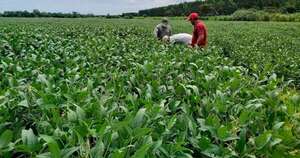 La Nación / Déficit de lluvias impactará negativamente en rendimientos agrícolas, señala Inbio