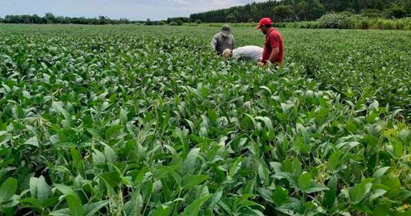 La Nación / Déficit de lluvias impactará negativamente en rendimientos agrícolas, señala Inbio