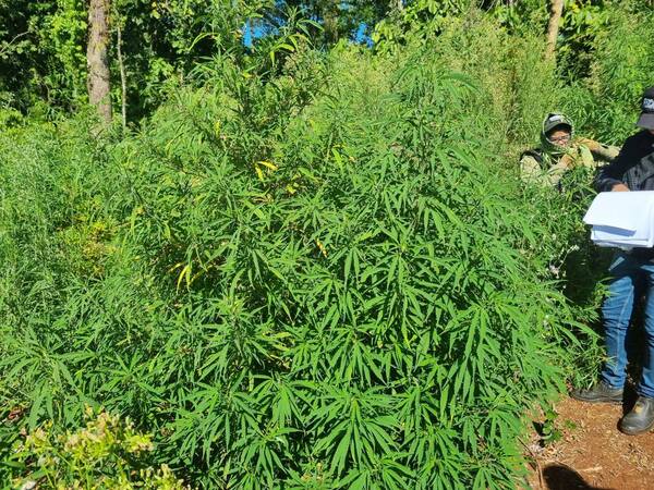 Eliminan 4 hectáreas de plantaciones de marihuana en el Parque Nacional Caazapá - 1000 Noticias