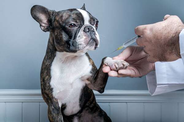 Calendario de vacunación y desparasitación en perros: todo lo que necesitas saber - Mascotas - ABC Color