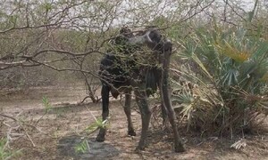 La Niña reduciría las lluvias hasta febrero, según Mades – Prensa 5