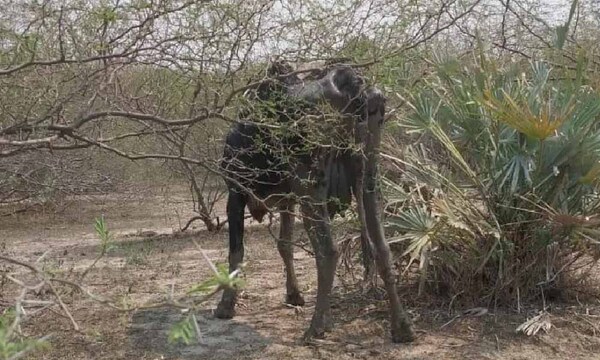 La Niña reduciría las lluvias hasta febrero, según Mades – Prensa 5