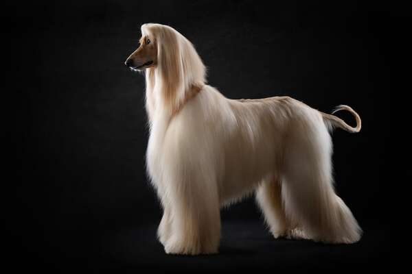 Perro Afgano, el que hace que envidies su sedosa cabellera - Mascotas - ABC Color
