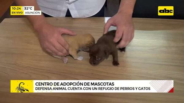 Perros y gatos buscan hogar: Defensa Animal convoca a adoptantes - ABC Noticias - ABC Color