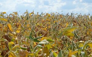 Clima afecta a pequeños y medianos productores frutihortícolas de Encarnación