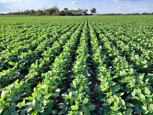 Senave investiga daños a cultivos agrícolas provocados por herbicida