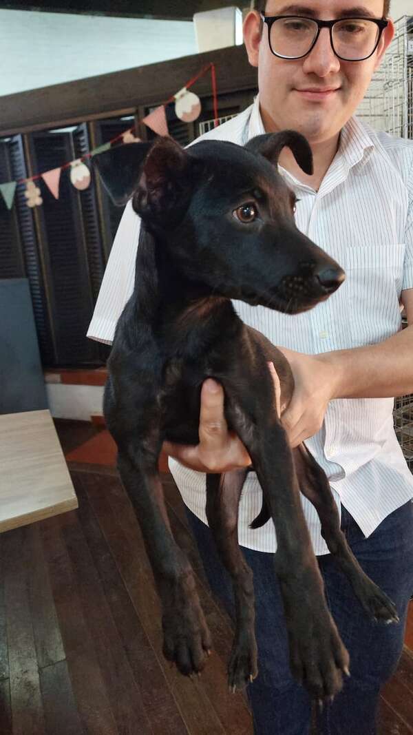 Defensa Animal dispone de 30 perritos para adopción: los requisitos para llevarte uno - Nacionales - ABC Color