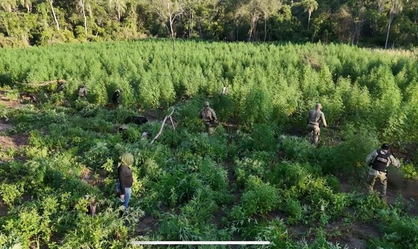 Senad ohapypa 24 tonelada marihuana rehegua táva Bella Vista Norte-pe - .::Agencia IP::.