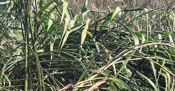 La Nación / Aguardan intervención fiscal ante quema de reserva natural en propiedad de Senabico