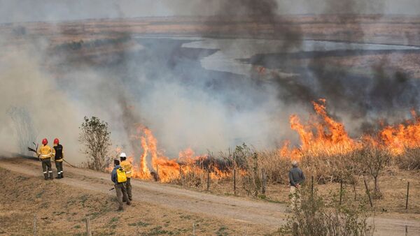 Cultivos agrícolas figuran entre las áreas más afectadas por incendios en enero | Agronegocios | 5Días