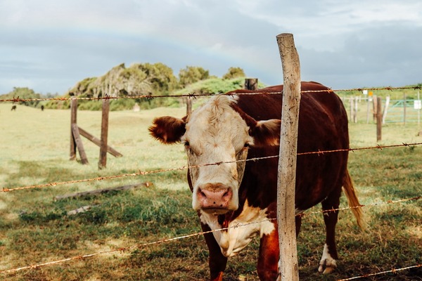 Paraguay frena importación de productos cárnicos de Alemania tras detección de fiebre aftosa en ese país | Agronegocios | 5Días
