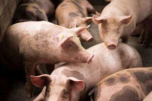 Denuncian especulación de precios en el sector porcino para perjudicar a los productores - Economía - ABC Color