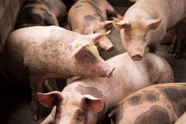 Denuncian especulación de precios en el sector porcino para perjudicar a los productores - Economía - ABC Color