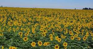 La Nación / Producción de girasoles decrece, pero cautiva por su atractivo imponente
