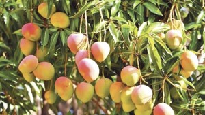 ¡Qué bendición! El mango es un viagra natural re purete