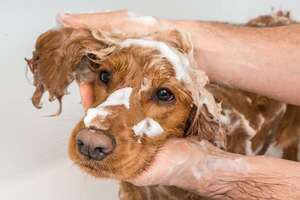 ¿Cada cuánto tengo que bañar a mi perro en verano? - Mascotas - ABC Color