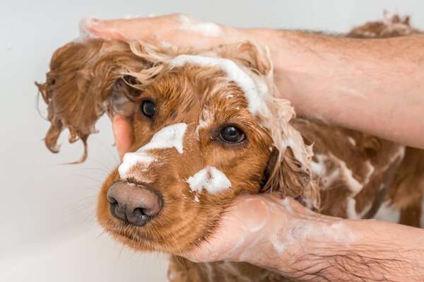 ¿Cada cuánto tengo que bañar a mi perro en verano? - Mascotas - ABC Color