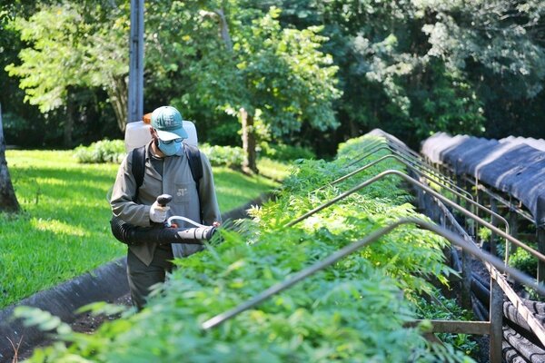 Más de 400.000 plantines fueron distribuidos por vivero de Itaipu en 2024 - .::Agencia IP::.
