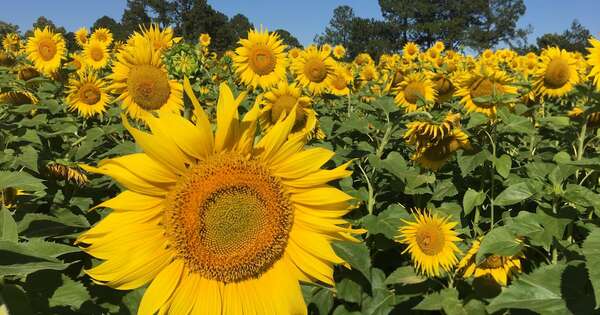 La Nación / Producción de girasoles decrece, pero cautiva por su atractivo imponente