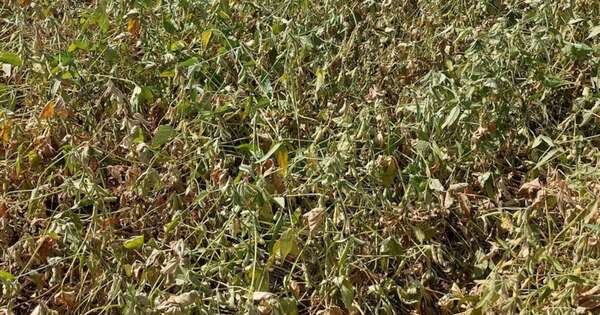 La Nación / Zafra de soja estaría “en jaque”ante posible llegada de La Niña