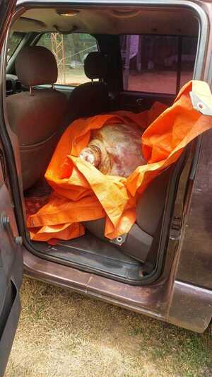 Aprehensión por abigeato y recuperación de carne vacuna en Yby Yaú