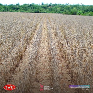 CRISIS AGRÍCOLA EN PARAGUAY: LA SEQUÍA GOLPEA FUERTE AL SECTOR RURAL - TVS