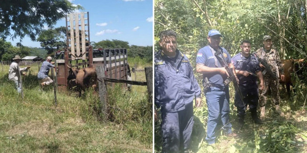 RECUPERAN ANIMALES VACUNOS TRAS HECHO DE ABIGEATO EN HOHENAU - Itapúa Noticias