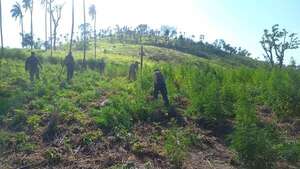 Millonario golpe al narcotráfico en Yby Yaú: anulan 21 toneladas de marihuana - Policiales - ABC Color