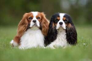 Todo sobre el perro Cavalier King Charles Spaniel: una raza muy afectuosa - Mascotas - ABC Color