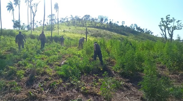 SENAD y FTC destruyen 21 toneladas de marihuana en Yby Yaú y golpean al narcotráfico con pérdidas de USD 3 millones