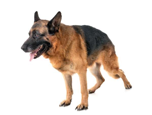 Qué es la displasia de cadera en perros y cuáles son las razas más afectadas - Mascotas - ABC Color