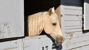 Caballos, cerdos y cacatúas: refugios animales de Los Ángeles, llenos por los incendios