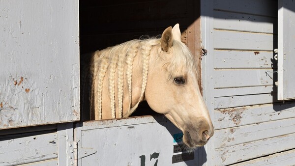 Caballos, cerdos y cacatúas: refugios animales de Los Ángeles, llenos por los incendios
