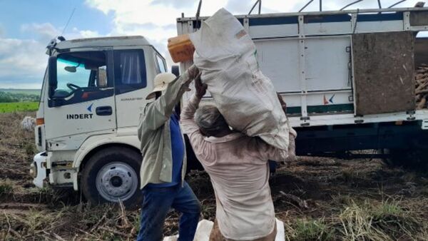 En 2024, el Indert transportó 42% más de mandioca producida en las colonias hasta las industrias