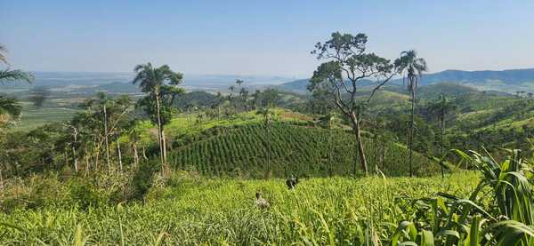 Senad anula 7 hectáreas de marihuana en colonia rural de Yby Yaú - .::Agencia IP::.