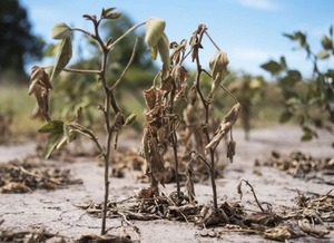 Zafra de soja: Productores reportan menor rendimiento a lo esperado - La Clave