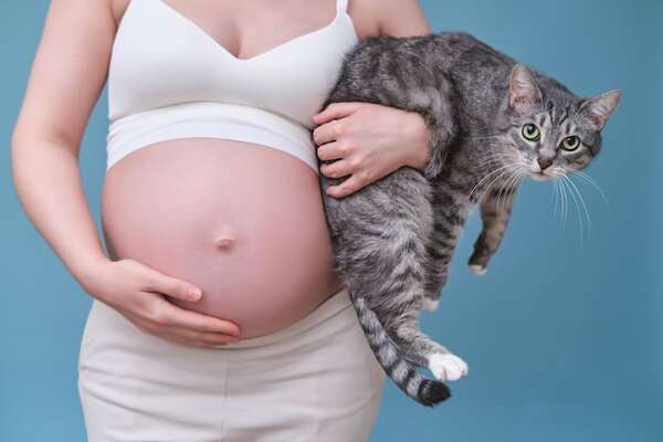 Toxoplasmosis en gatos: qué es y cómo se transmite a los humanos - Mascotas - ABC Color