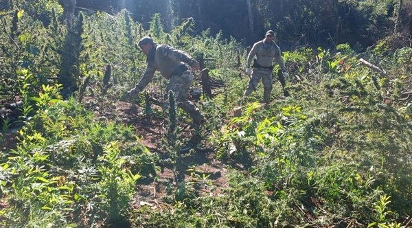 Anulan 7 hectáreas de marihuana en Yby Yaú