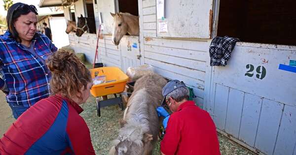 La Nación / Rescatan a más de 400 animales de las llamas en Los Ángeles