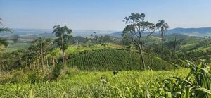Senad anula 7 hectáreas de marihuana en colonia rural de Yby Yaú