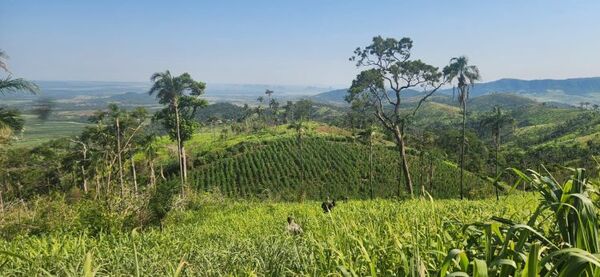 Senad anula 7 hectáreas de marihuana en colonia rural de Yby Yaú