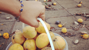 Atenti: Quedan solamente 15 días para conseguir el mango levantol