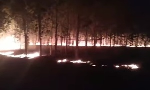 Incendios forestales de gran magnitud en Nueva Londres - OviedoPress