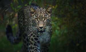 Raro leopardo persa en peligro de extinción es avistado en Kazajistán - Ciencia - ABC Color