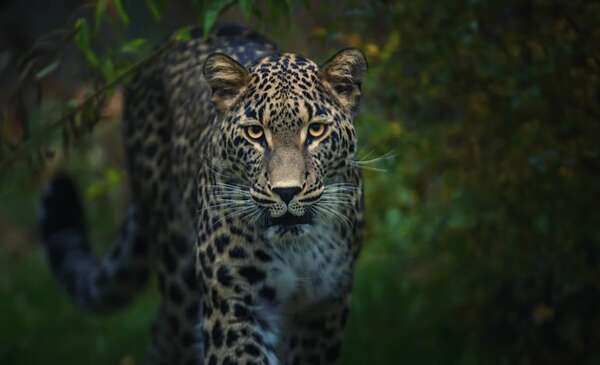 Raro leopardo persa en peligro de extinción es avistado en Kazajistán - Ciencia - ABC Color