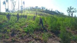 La SENAD incautó 21 toneladas de marihuana que tenía como destino Brasil - trece